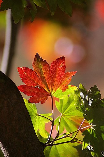 四万の紅葉