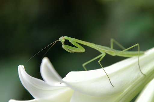 カマキリ