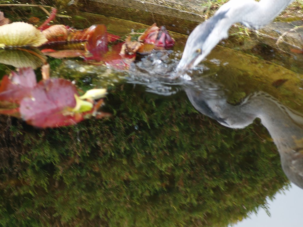 サギ　その後