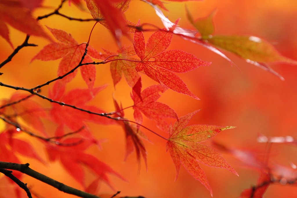 紅より赤く