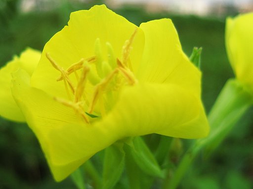 【野の花】宵待草