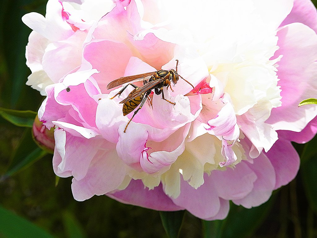 花と蜂