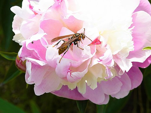 花と蜂