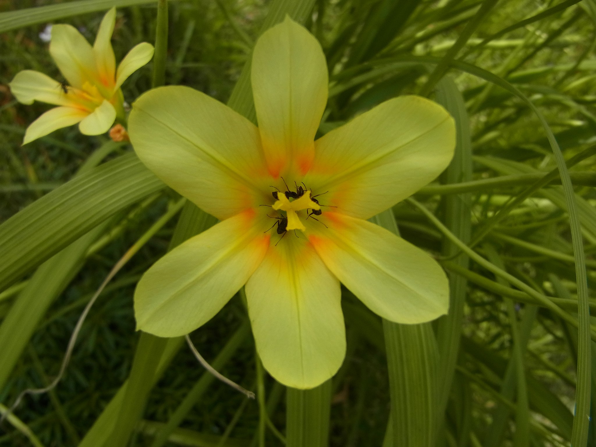 花に蟻が 