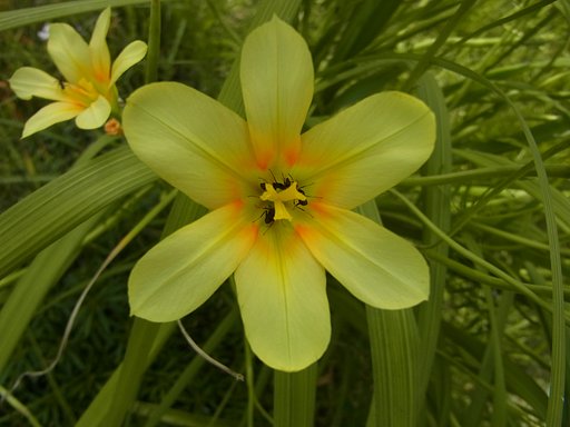 花に蟻が 