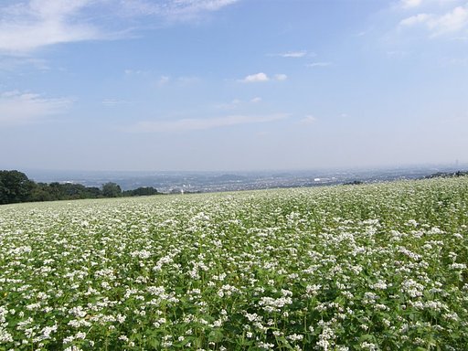 蕎麦の花