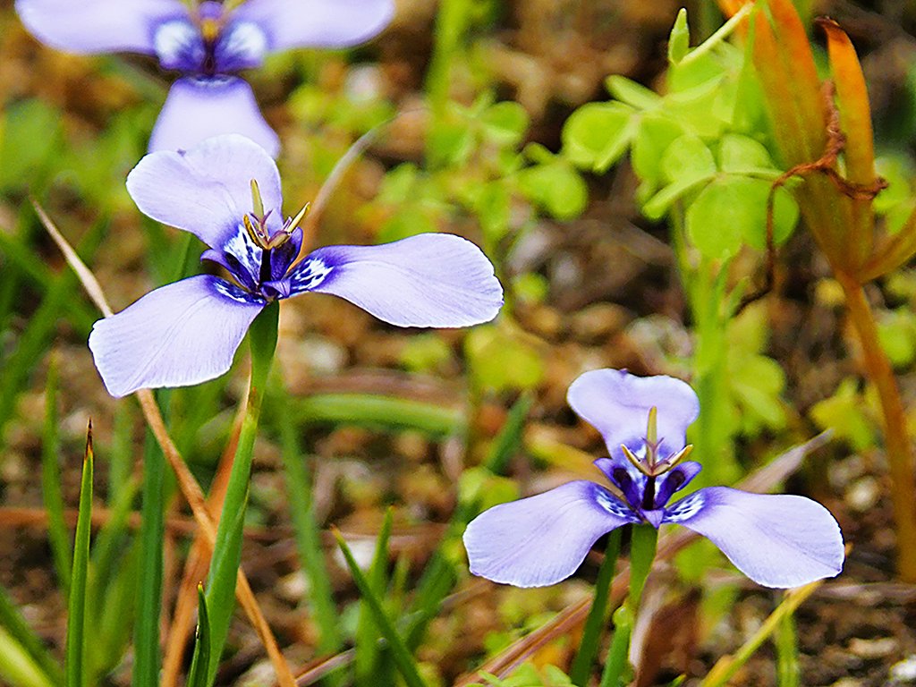 小さなプロペラの様な花