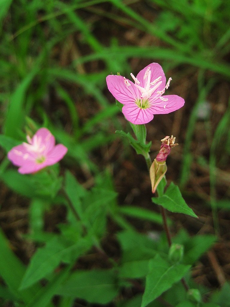 【野の花】赤花夕化粧（あかばなゆうげしょう）