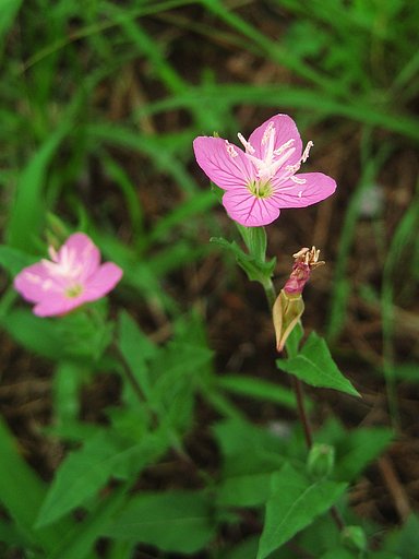 【野の花】赤花夕化粧（あかばなゆうげしょう）