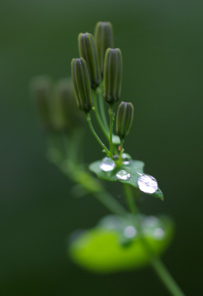 開花準備完了