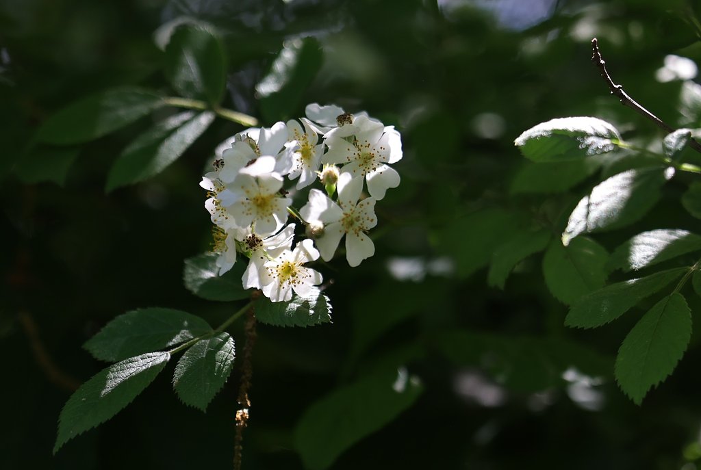 奇麗な花には棘が