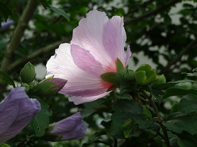夏の花