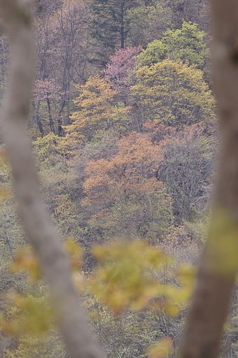 樹幹から覗く