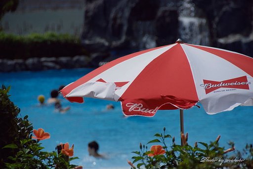 夏らしい光景を・・・