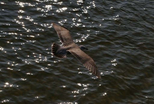 Marine bird in flight