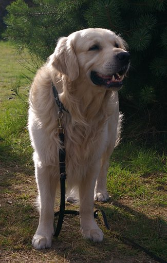 Dog's portrait -2