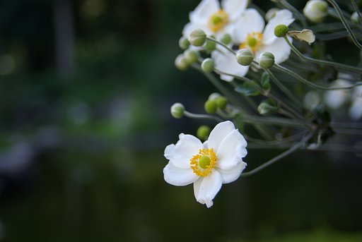 貴船菊