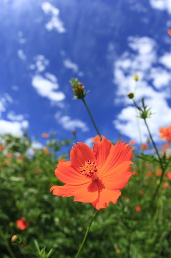 秋の空