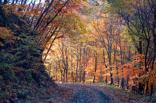 紅葉のトンネル