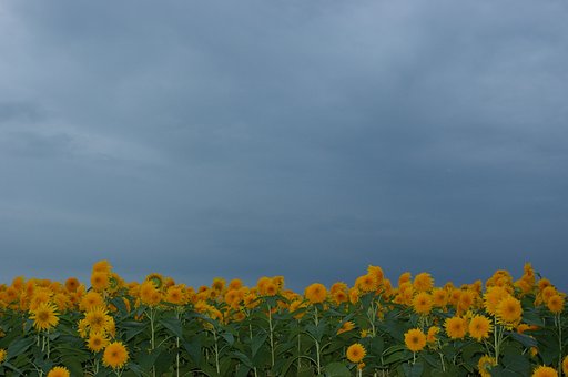 ひまわり畑