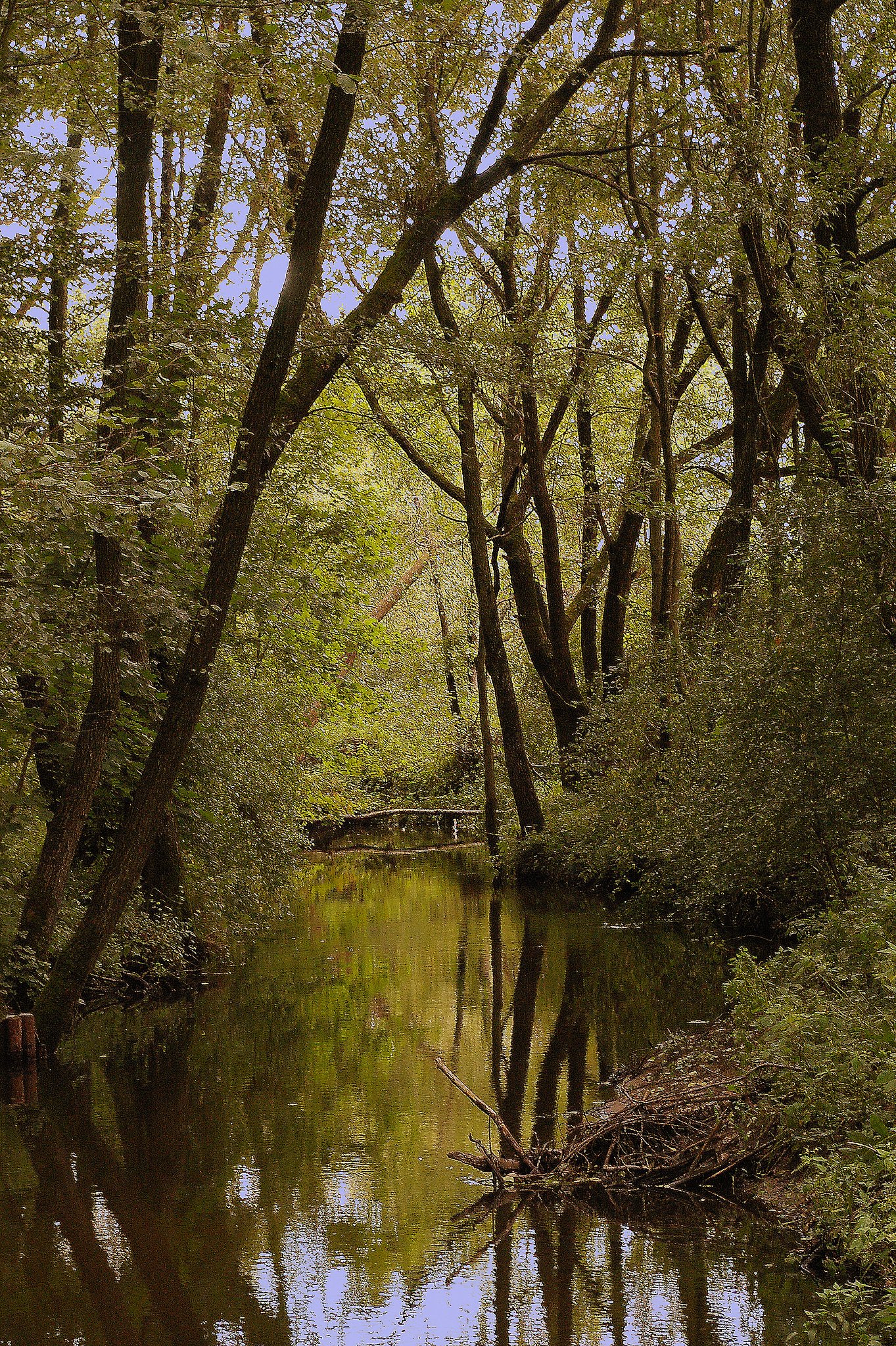 River as well woodland