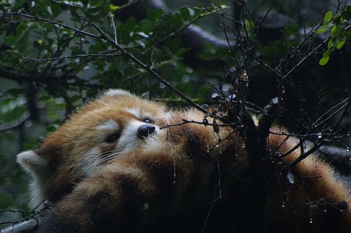 雨、やまないかな？