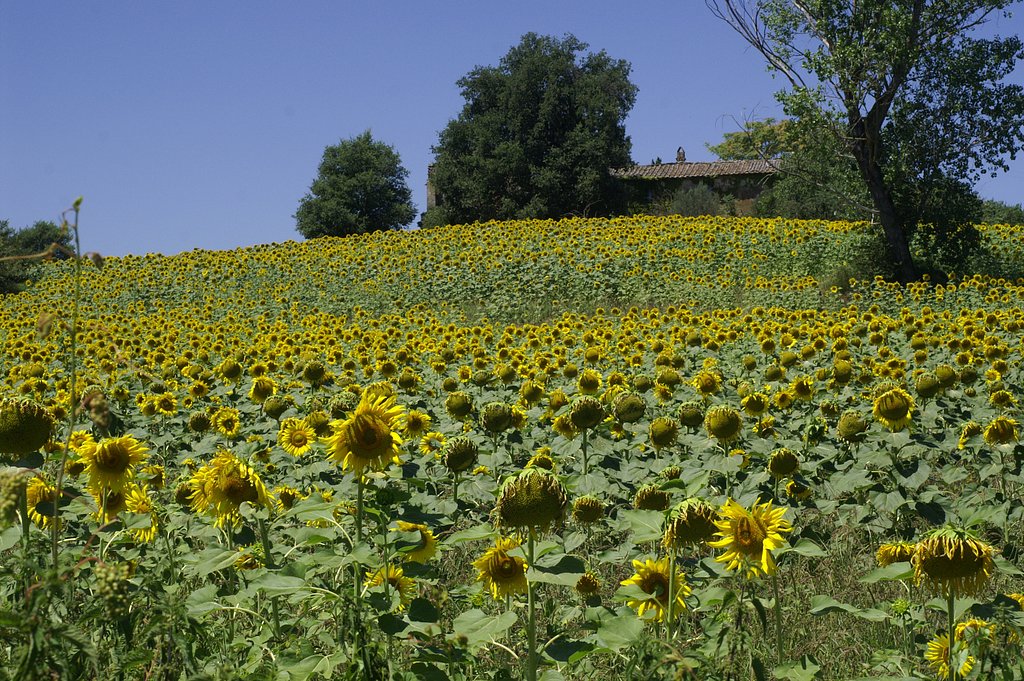 Under the Tuscan Sun