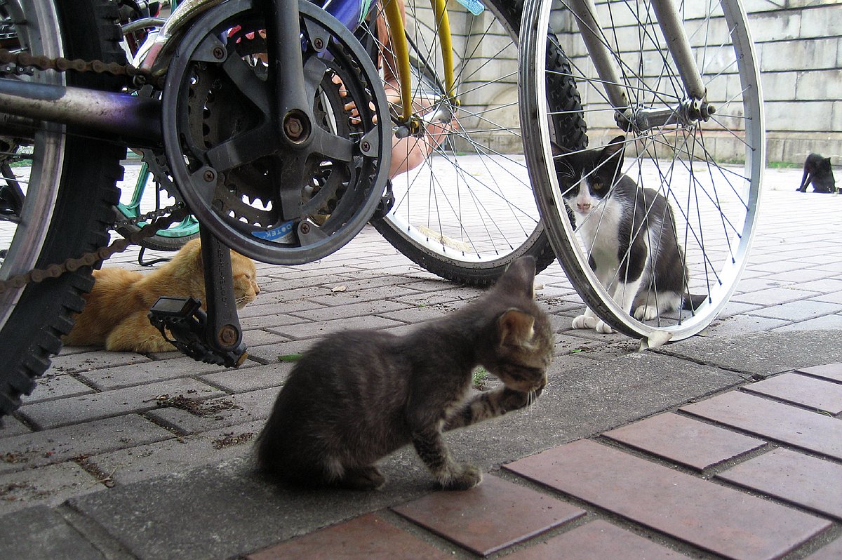 野良猫ファミリー