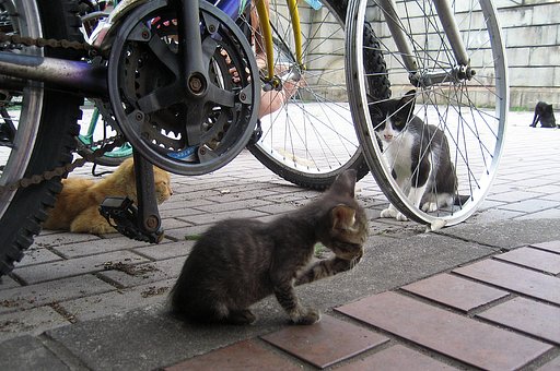 野良猫ファミリー