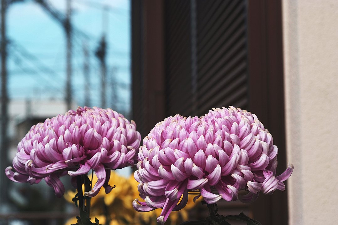 菊