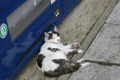 なめねこ