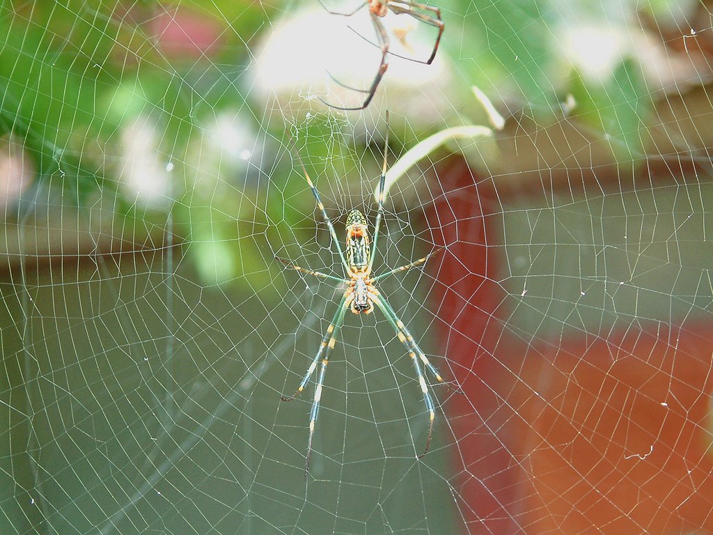 ウェブ＆スパイダー