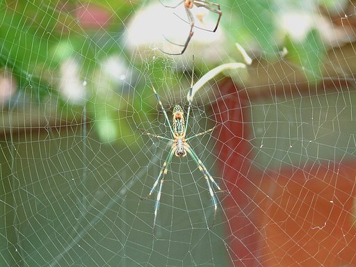 ウェブ＆スパイダー