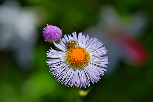花と蜘蛛