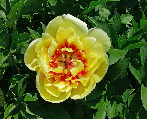芍薬