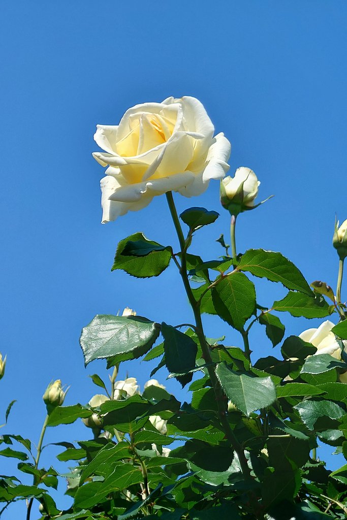 白薔薇