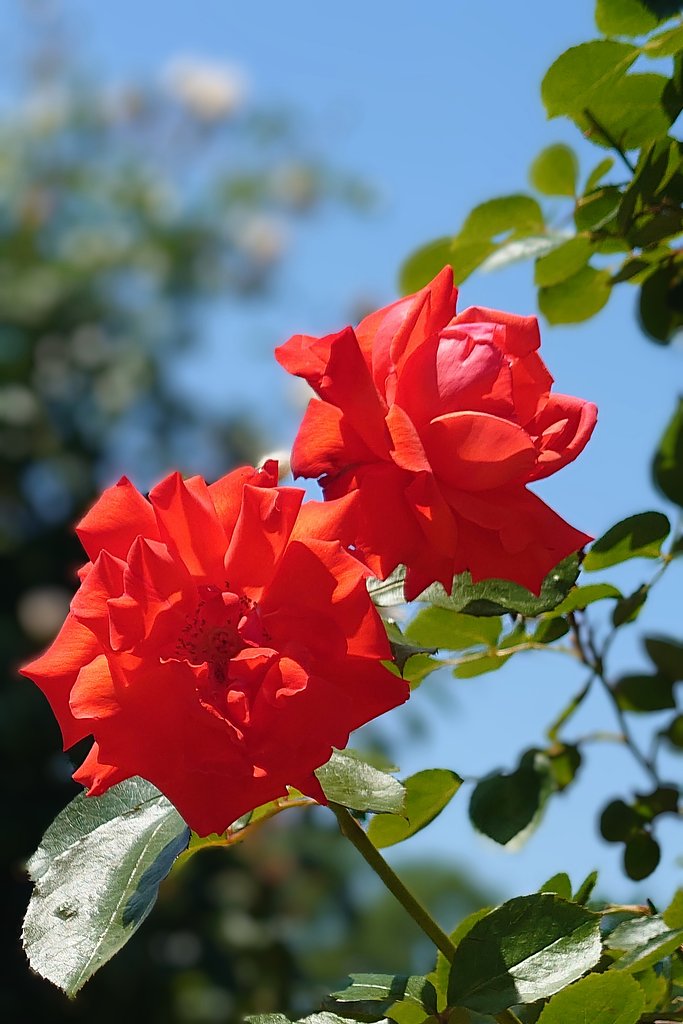 紅緋色の薔薇