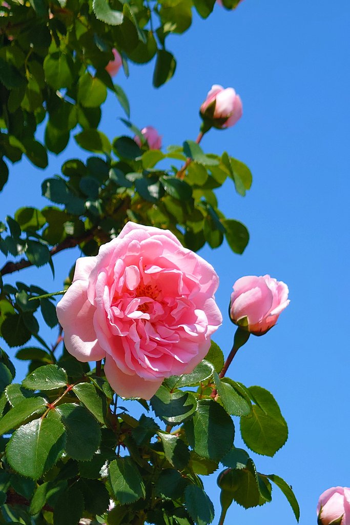 ピンク色の薔薇