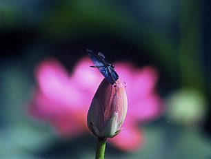 蝶蜻蛉の輝き