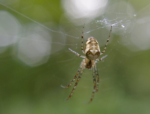 Spider 1