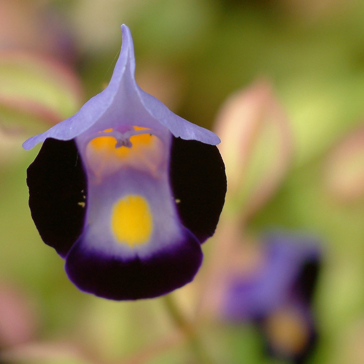 癒し系の花？