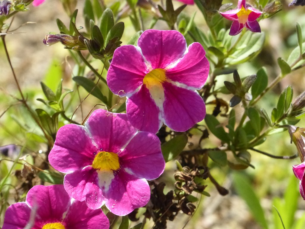 ピンクの花