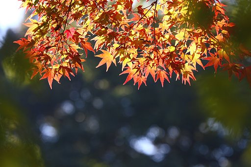 モミジの季節