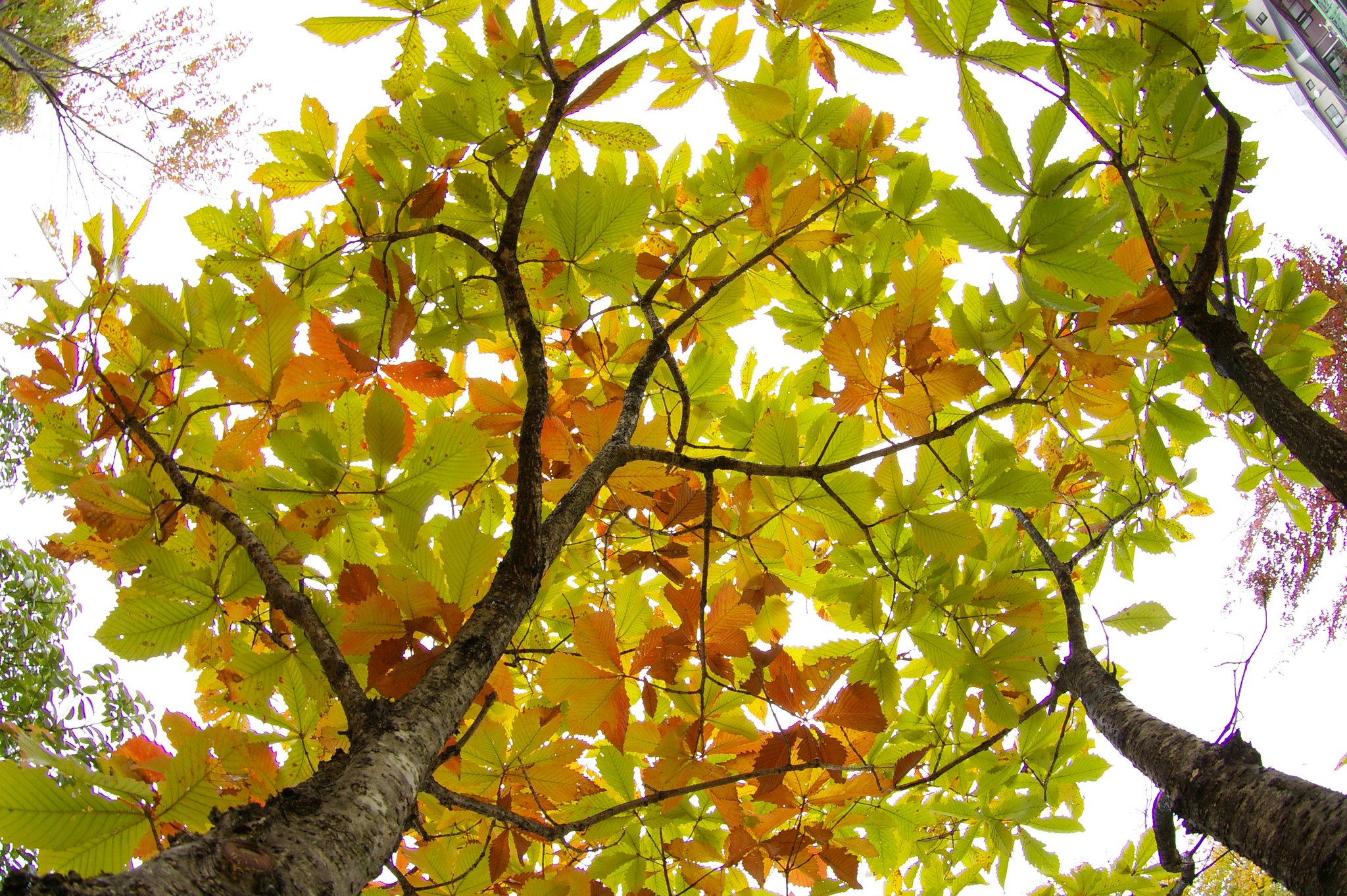 ぼちぼち紅葉