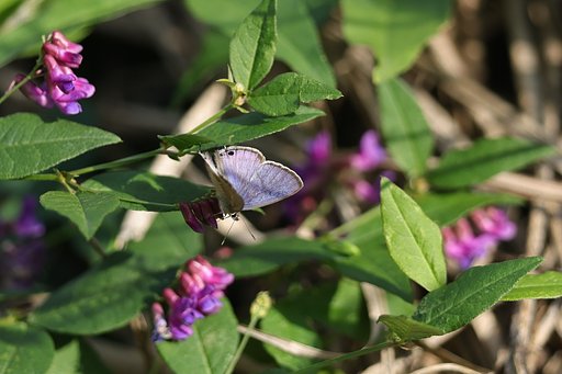 最後の花めぐり