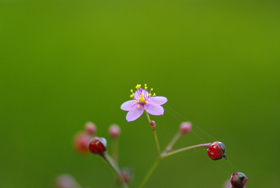 小花・・・