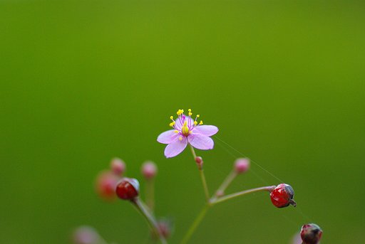 小花・・・