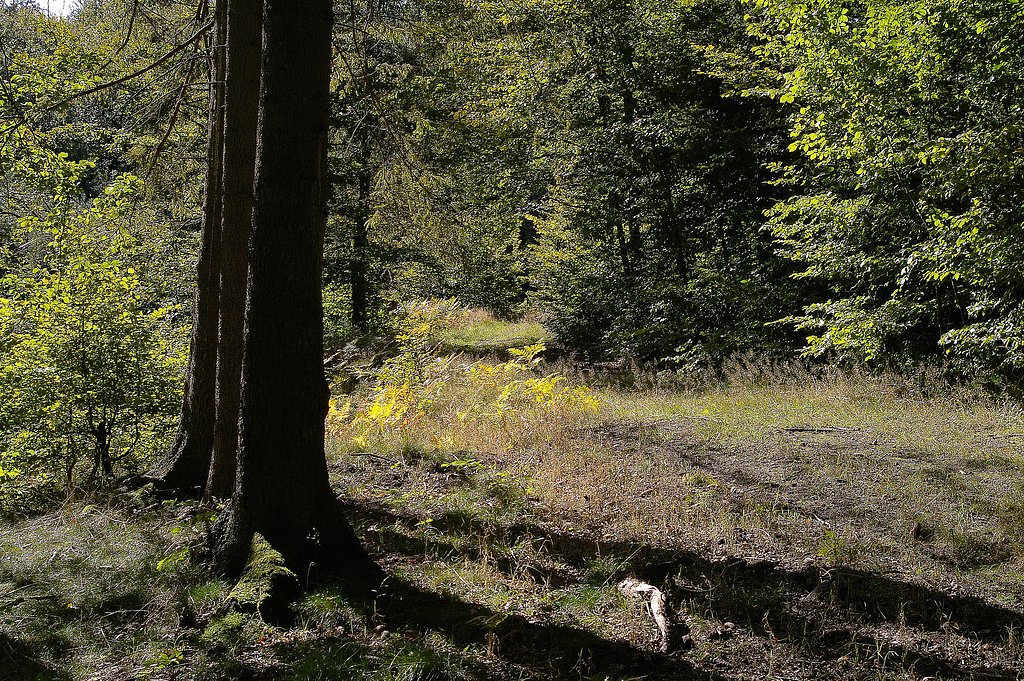 Forest on kashubes