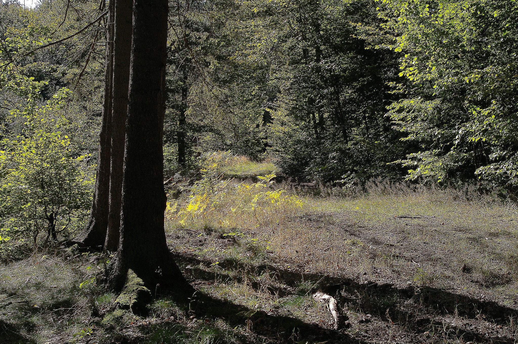 Forest on kashubes