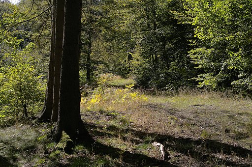 Forest on kashubes